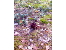 IMG 20170507 123644.jpg