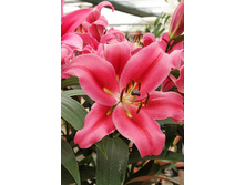 25,84���. ����� ���� ������(�������� ���� �� 7 ��., ����������� ����� 3��.).jpg