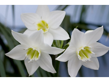 ������� ���������������