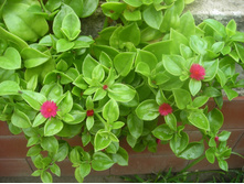 ������� �������������