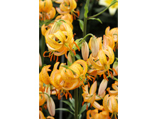 115,87���. ����� ������ ����(�������� ���� �� 3 ��., ����������� ����� 1��.).jpg