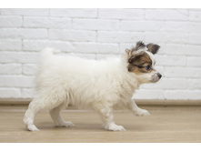 ������ 2 ���.4