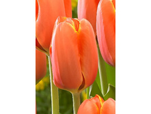 13,52���. ������� ����� �(���������� ������ ������ ���������� �� 10 ��.)���17.jpg