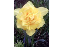 ������� DICK WILDEN (��� ������)