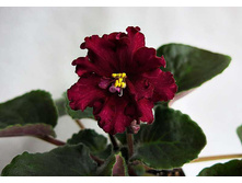 ���- ������(����)