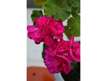 ���������� Bold Minstrel.jpg