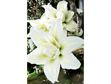 58,7���. ����� ROSELILY ��������(�������� ���� �� 2 ��., ����������� ����� 1��.).jpg