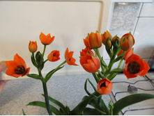 ����������� ������������  (Ornitogalum dubium) ���� 'Ballerina'