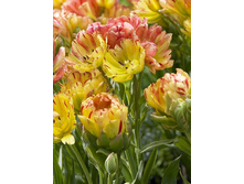 63,6���. ������� �������������(�������� ���� �� 5 ��., ����������� ����� 1��.).jpg