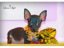 �� ����� (����)