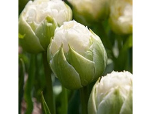 165,4���. ������� �����(�������� ���� �� 3 ��., ����������� ����� 1��.).jpg