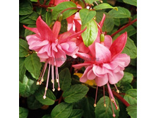 ������ El Camino No463