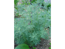 ������ ����������.JPG