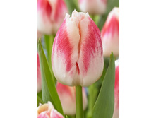 14,71���. ������� �����(���������� ������ ������ ���������� �� 10 ��.)���17.jpg