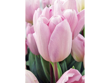 13,97���. ������� ���(���������� ������ ������ ���������� �� 10 ��.)���17.jpg