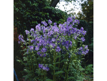 ������ ��������.