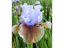 89,3���. ���� ���������� �������(�������� ���� �� 2 ��., ����������� ����� 1��.)���17.jpg