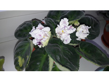 20160516 073620.jpg