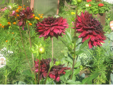 ������� (��������)