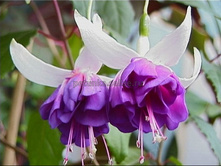 ������ Blue Mirage No466