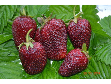 ����������� ������������.jpg