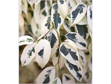 ����� ���������� ��������