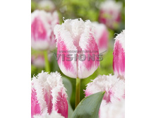 30,31���. ������� ����� ������(�������� ���� �� 10 ��., ����������� ����� 5��.)���17.jpg