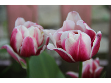 ������� �������� �� ikea (�ϣ ����)