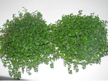 IMG 4736.JPG