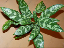 ��������� �����