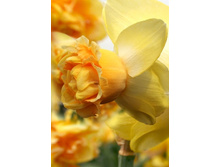 94,1���. ������� ��� ������(�������� ���� �� 3 ��., ����������� ����� 1��.)���17.jpg