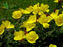 ������� 50�