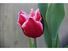 ������� (�ϣ ����)