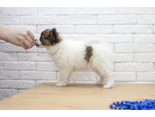 ������ 2 ���.4