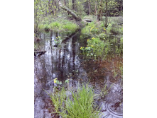 IMG 20170508 152811.jpg