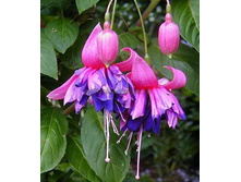 ������ Rocket Fire No470