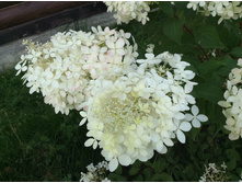 ������ 8.08.18