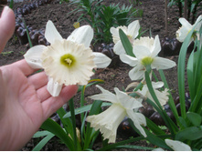 ������� (������ �����)