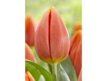 12,48���. ������� ��������� ��������-������(���������� ������ ������ ���������� �� 10 ��.)���17.jpg