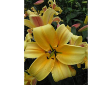 38,56���. ����� ������(�������� ���� �� 5 ��., ����������� ����� 3��.).jpg