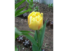 ������� (���� ��� ����)