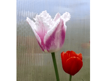 ������� (�ϣ ����)