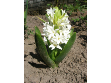 ������� (�������)