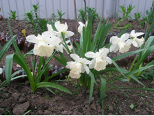 ������� (������ �����)