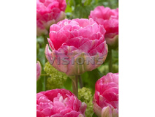 24,37���. ������� ��������(�������� ���� �� 10 ��., ����������� ����� 5��.)���17.jpg