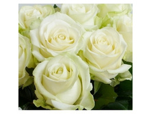 ���� �������