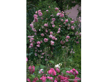 ����� Paul Noel.jpg