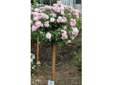 ����� ������.jpg