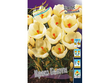 ���� �����