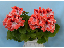  pelargoniya korolevskaya manderin